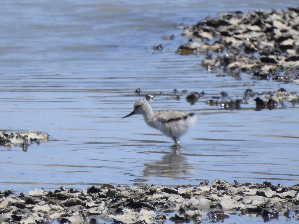 American Avocet - ML245663561