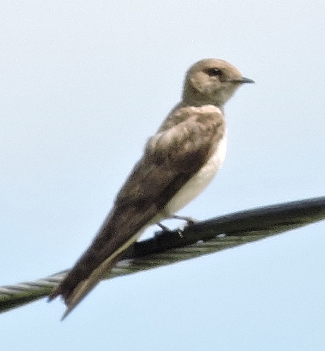 Northern Rough-winged Swallow - ML245665581