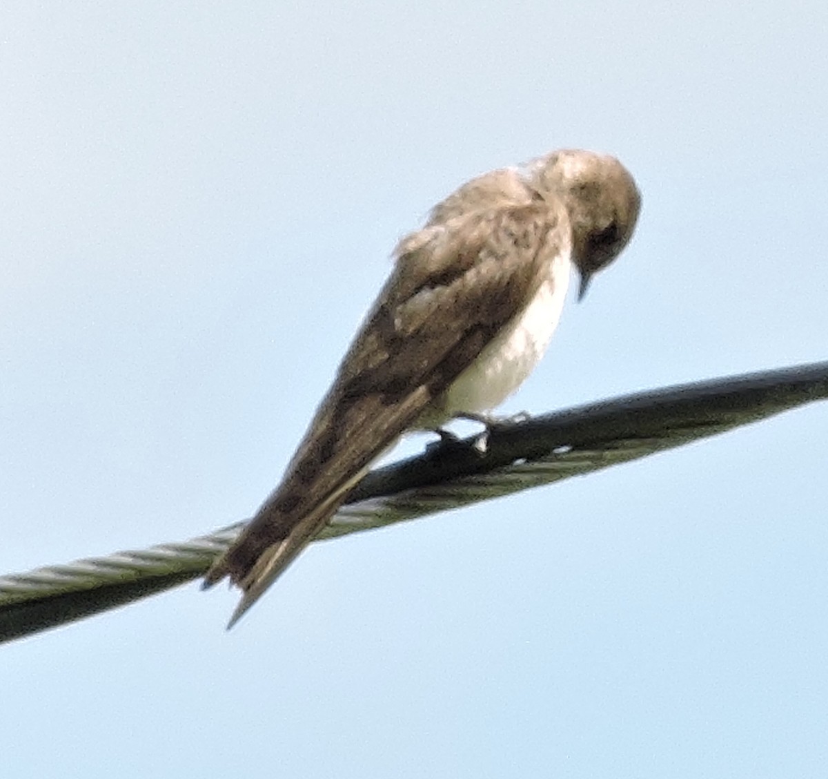 Northern Rough-winged Swallow - ML245665611