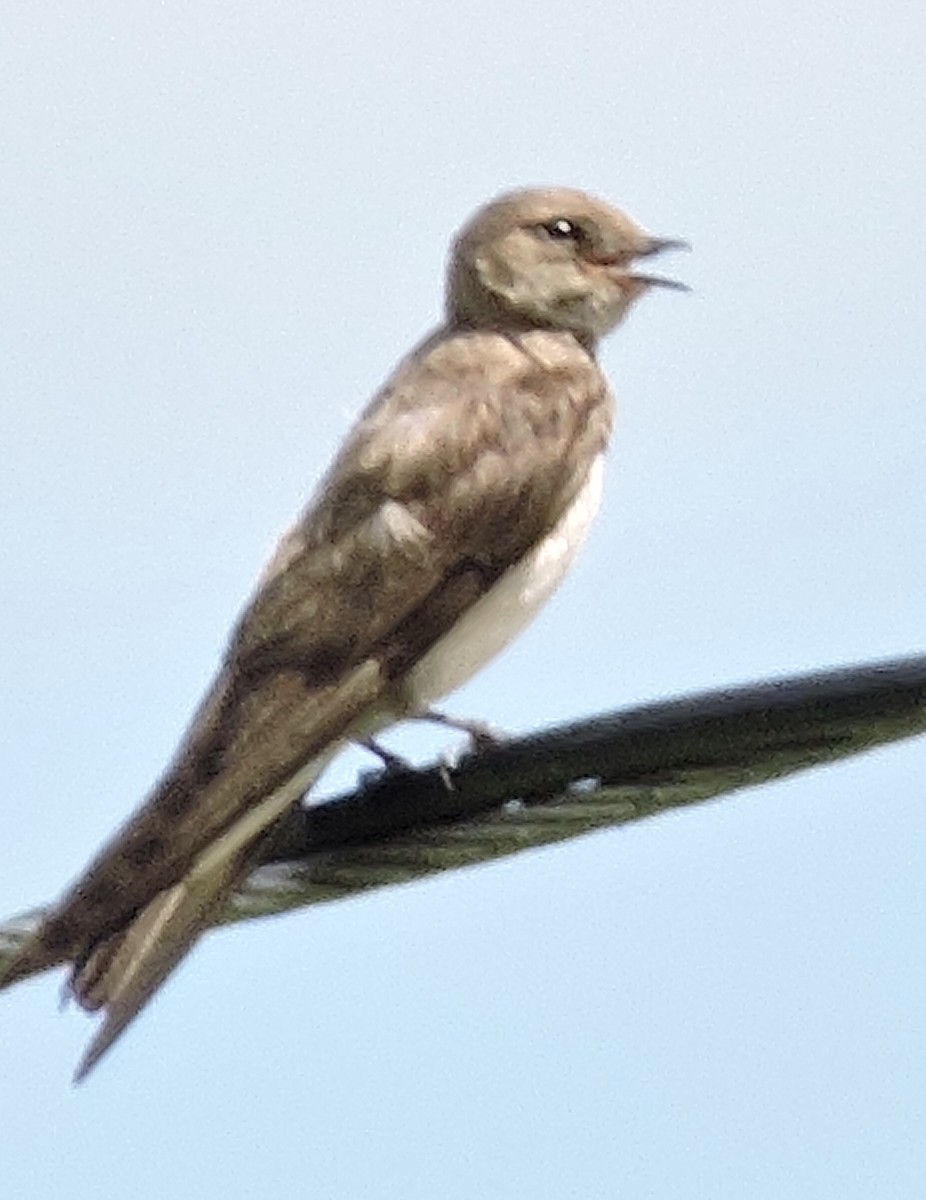 Northern Rough-winged Swallow - ML245665621