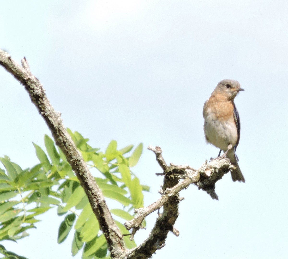 Eastern Bluebird - ML245665661