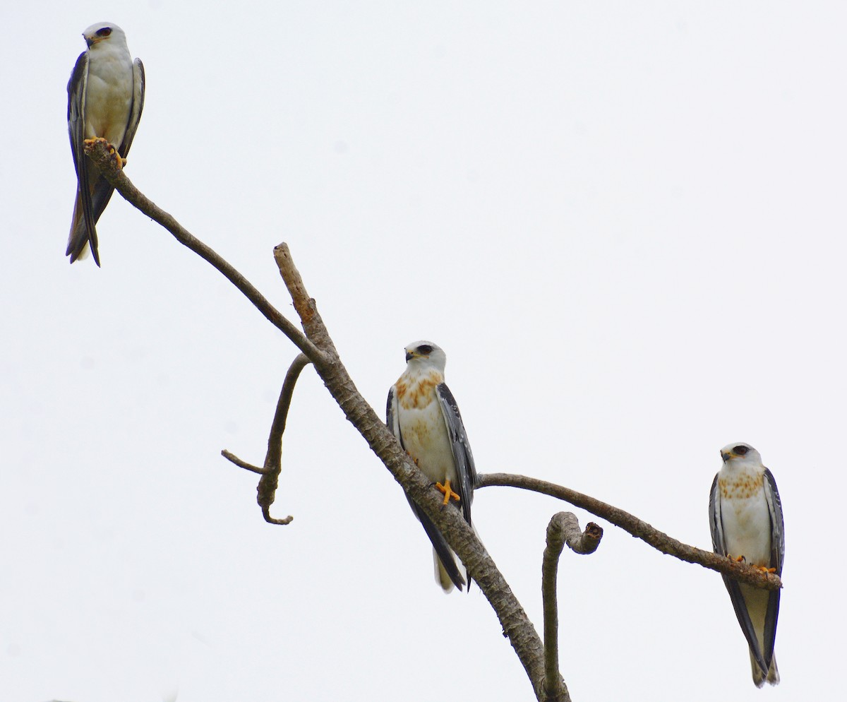 White-tailed Kite - ML245666021