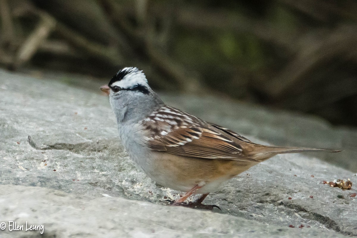 White-crowned Sparrow - ML245667181