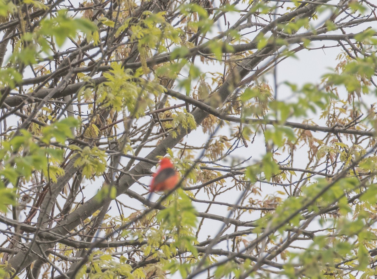 Scarlet Tanager - Robert Bochenek