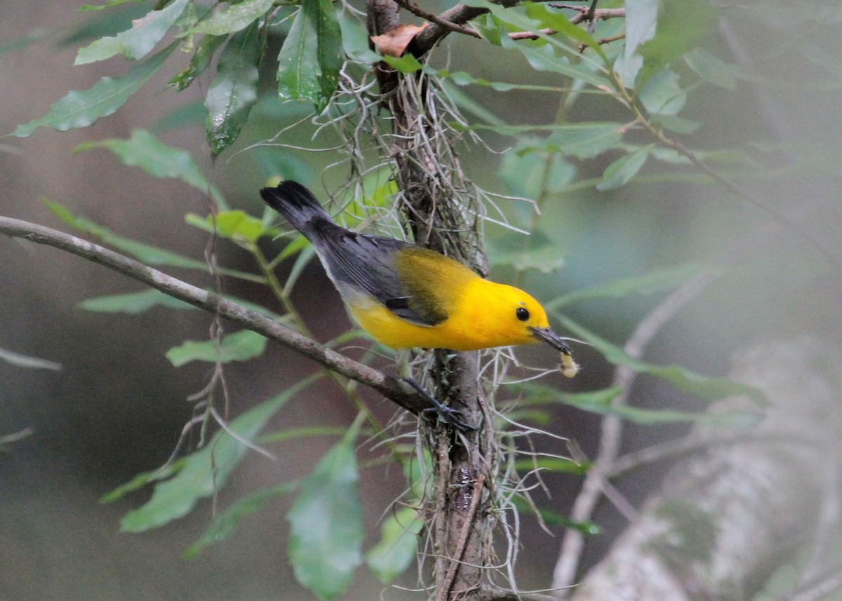 Prothonotary Warbler - N. Wade Snyder