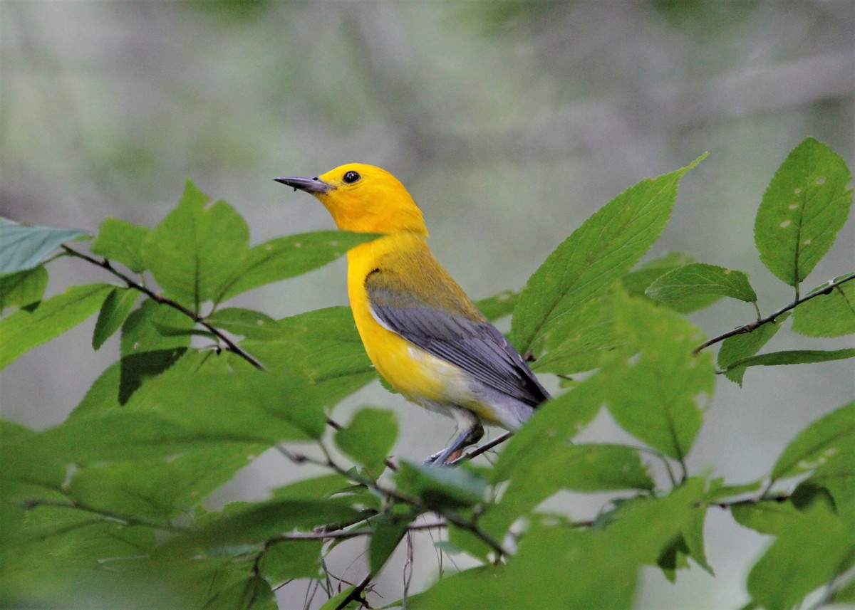 Prothonotary Warbler - N. Wade Snyder