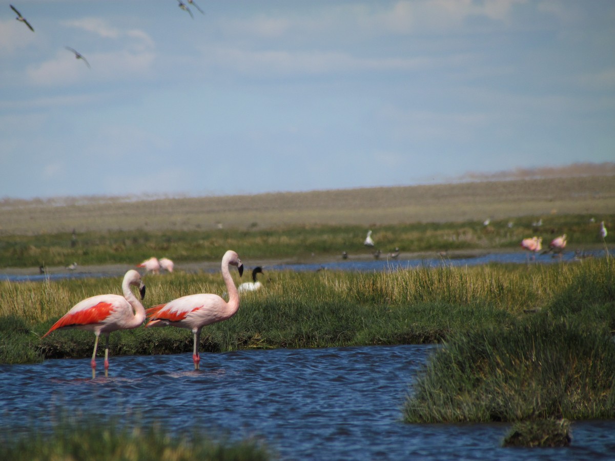 Chilean Flamingo - ML245668191