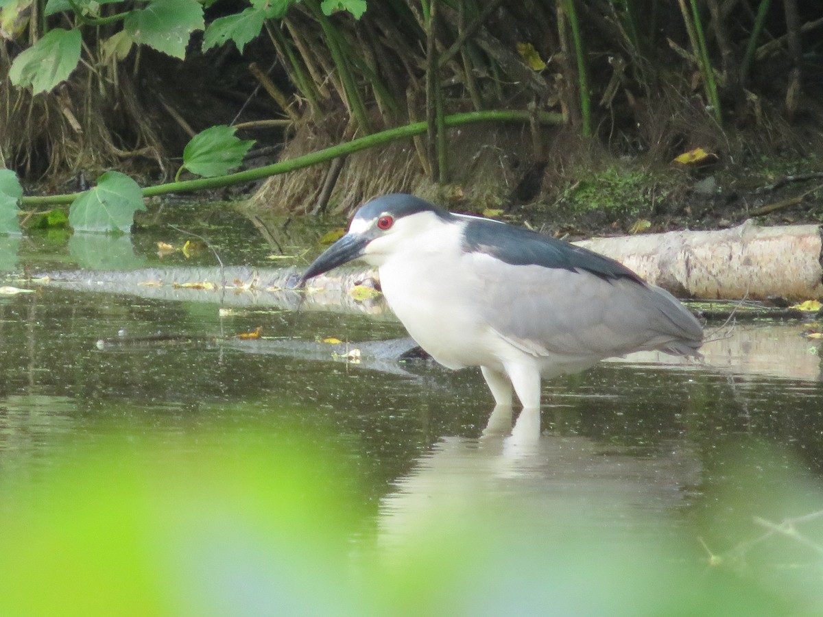 Black-crowned Night Heron - ML245668231
