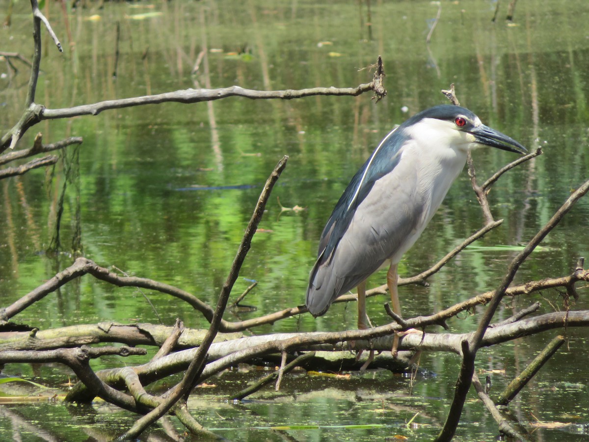 Black-crowned Night Heron - ML245668251