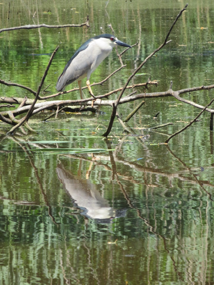 Black-crowned Night Heron - ML245668261