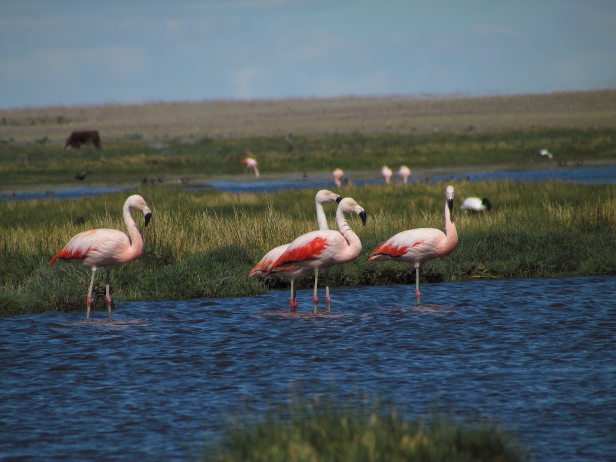 Chilean Flamingo - ML245668391