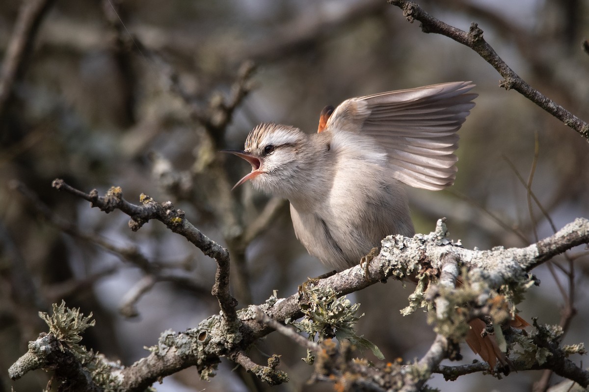 Stripe-crowned Spinetail - ML245668771