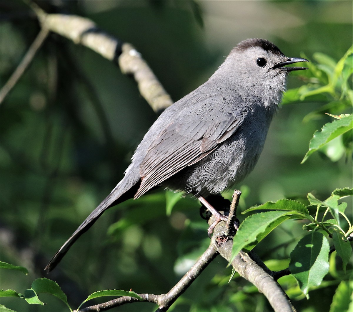 Gray Catbird - ML245669621