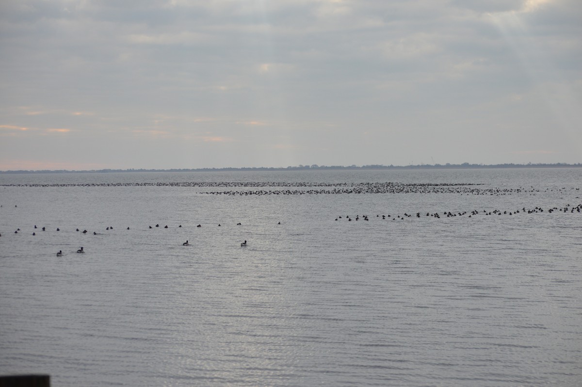 Greater/Lesser Scaup - ML245670721