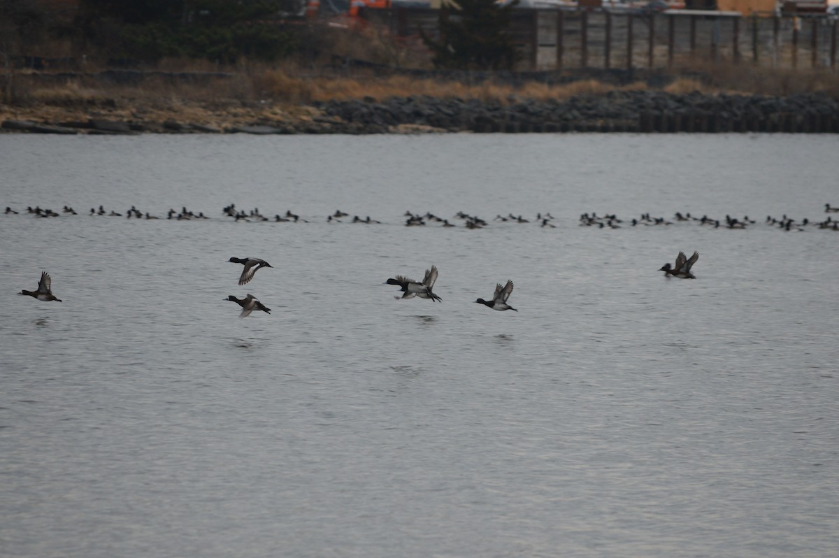 Greater/Lesser Scaup - Cole Tiemann