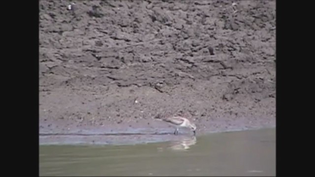 חופית אדומת-צוואר - ML245672181