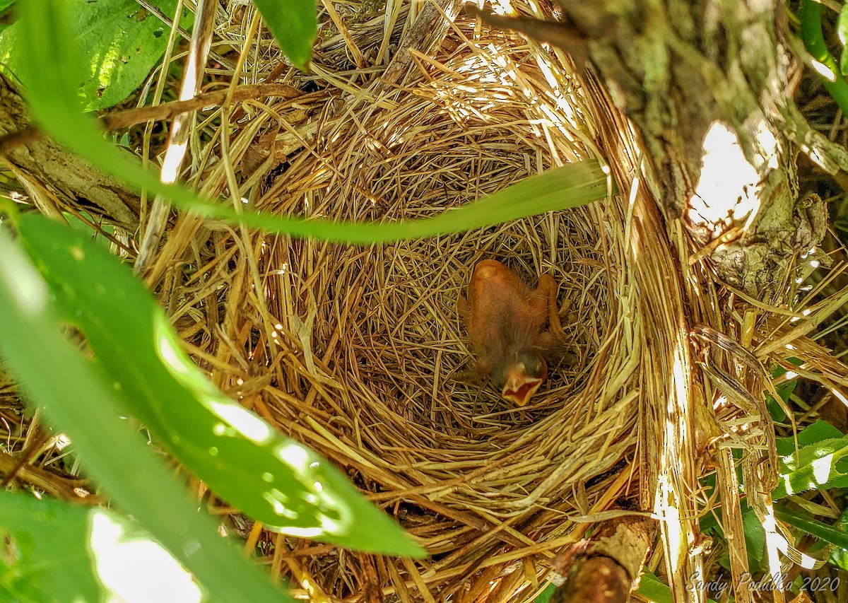 Song Sparrow - ML245673681