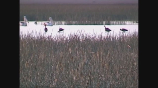 מגלן חום - ML245674281