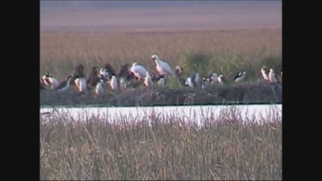 Royal Spoonbill - ML245675071