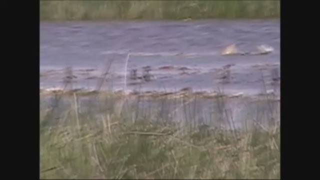 Green Pygmy-Goose - ML245677431