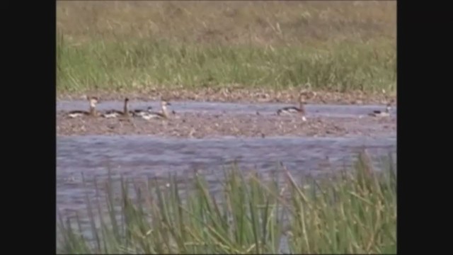 Green Pygmy-Goose - ML245677671