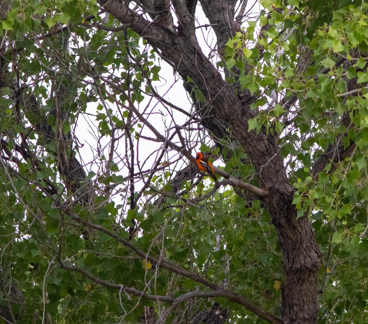 Streak-backed Oriole - ML245678261