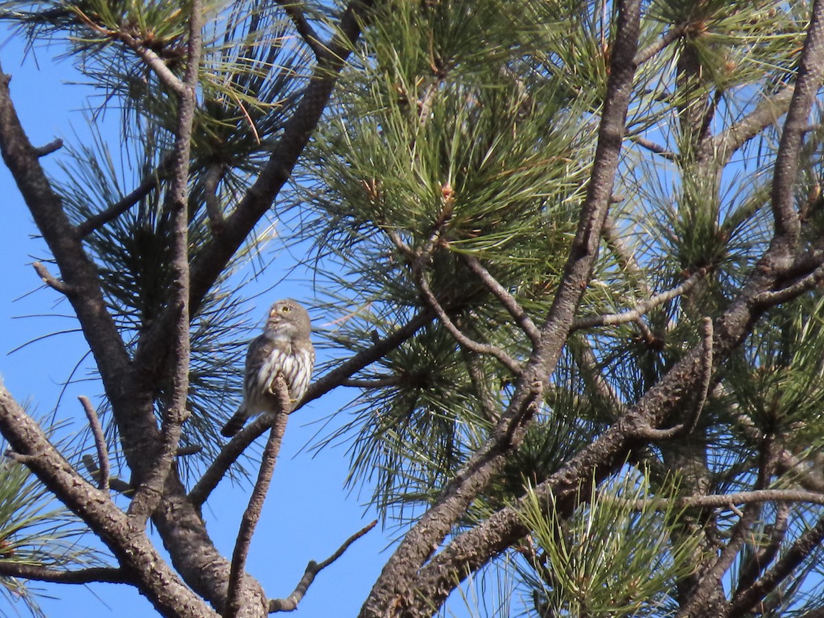 kulíšek mexický - ML245679121