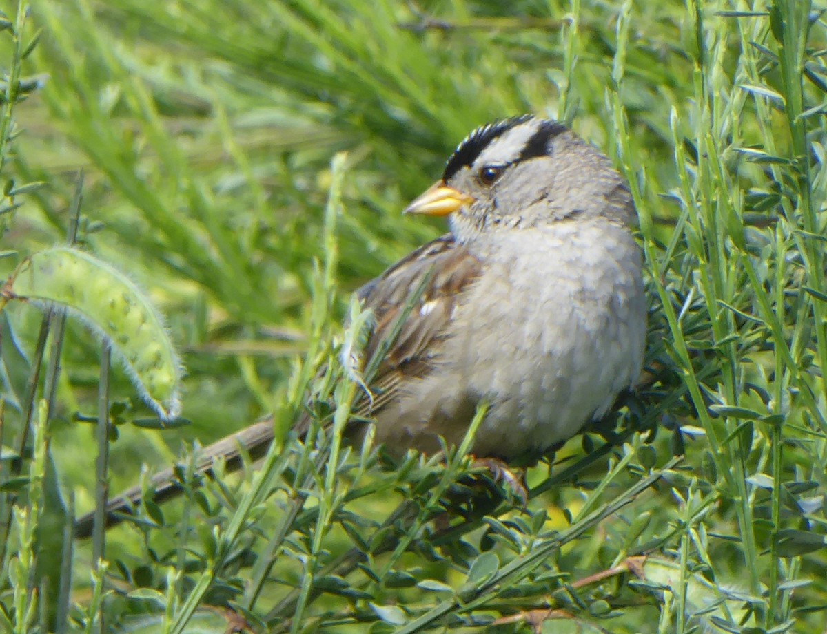 White-crowned Sparrow - ML245679631