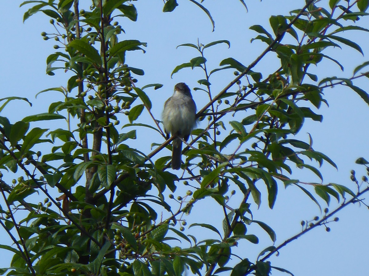 Willow Flycatcher - ML245679691