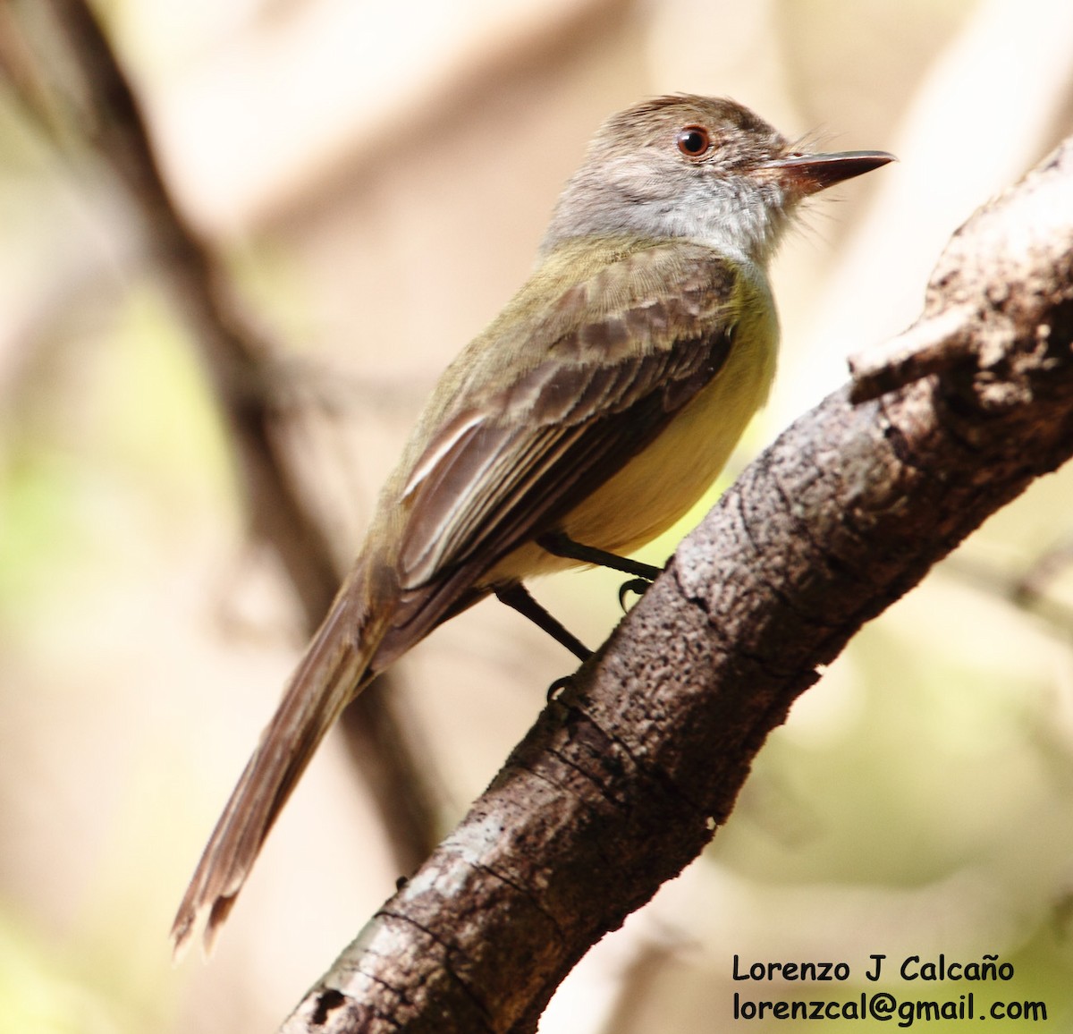 Swainson's Flycatcher - ML245680201