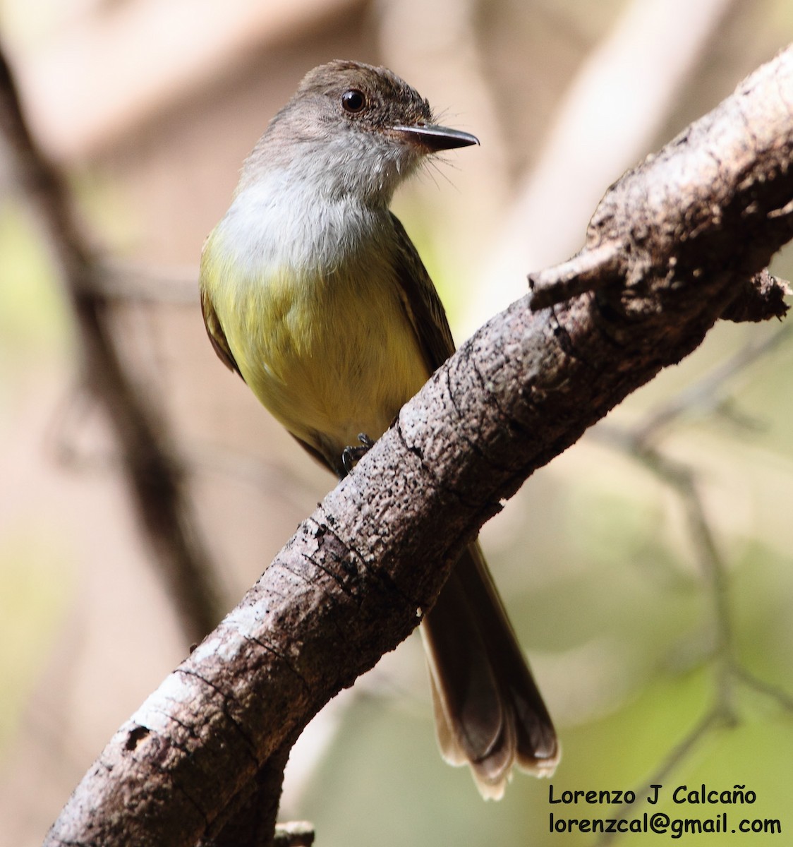 Swainson's Flycatcher - ML245680281