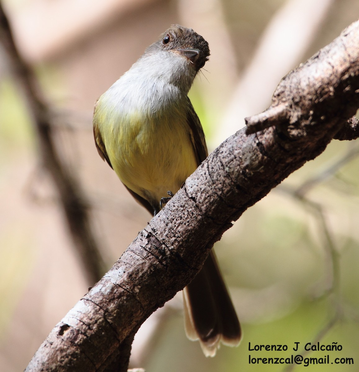 Swainson's Flycatcher - Lorenzo Calcaño