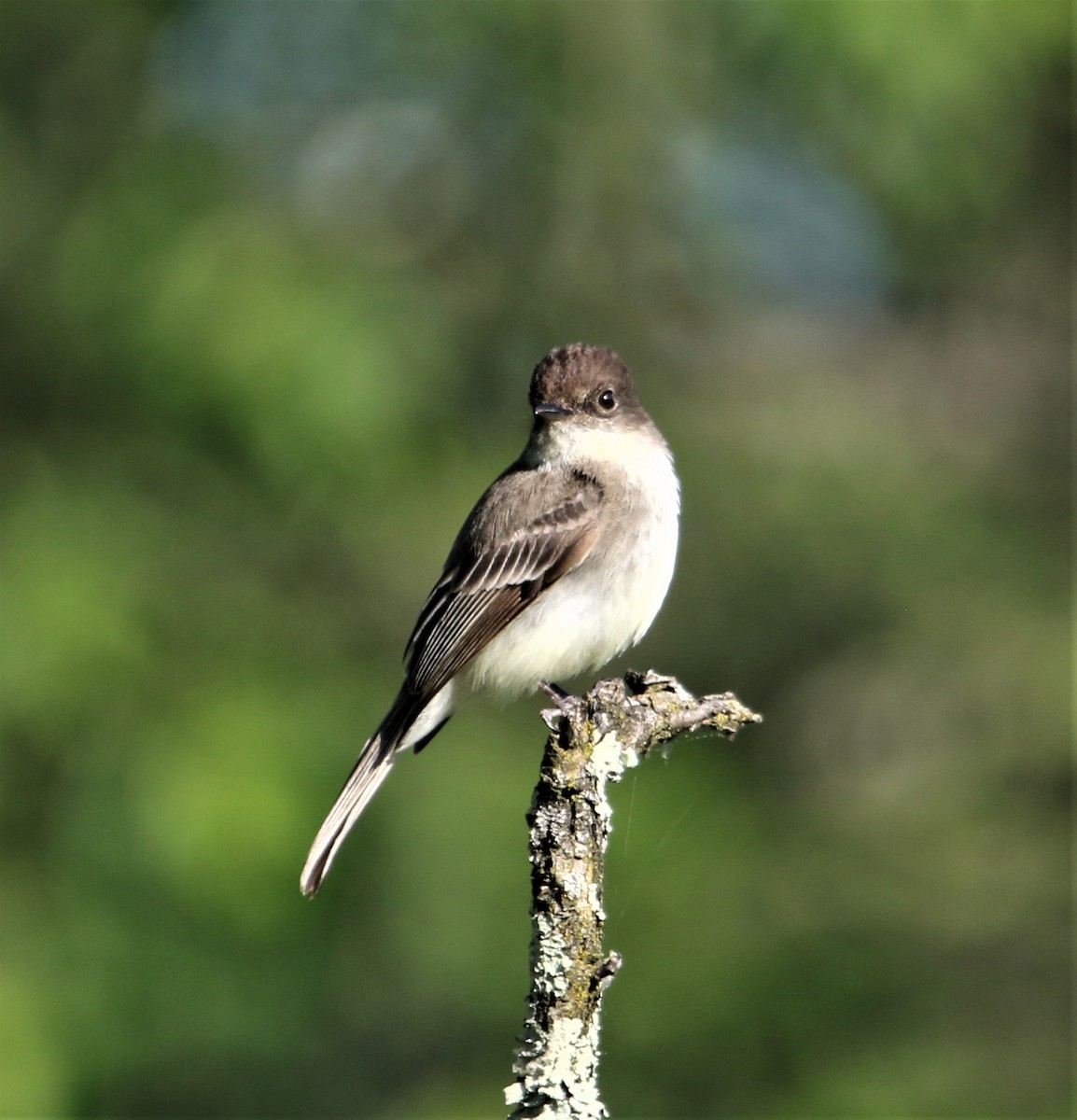 Eastern Phoebe - Jim Stasz