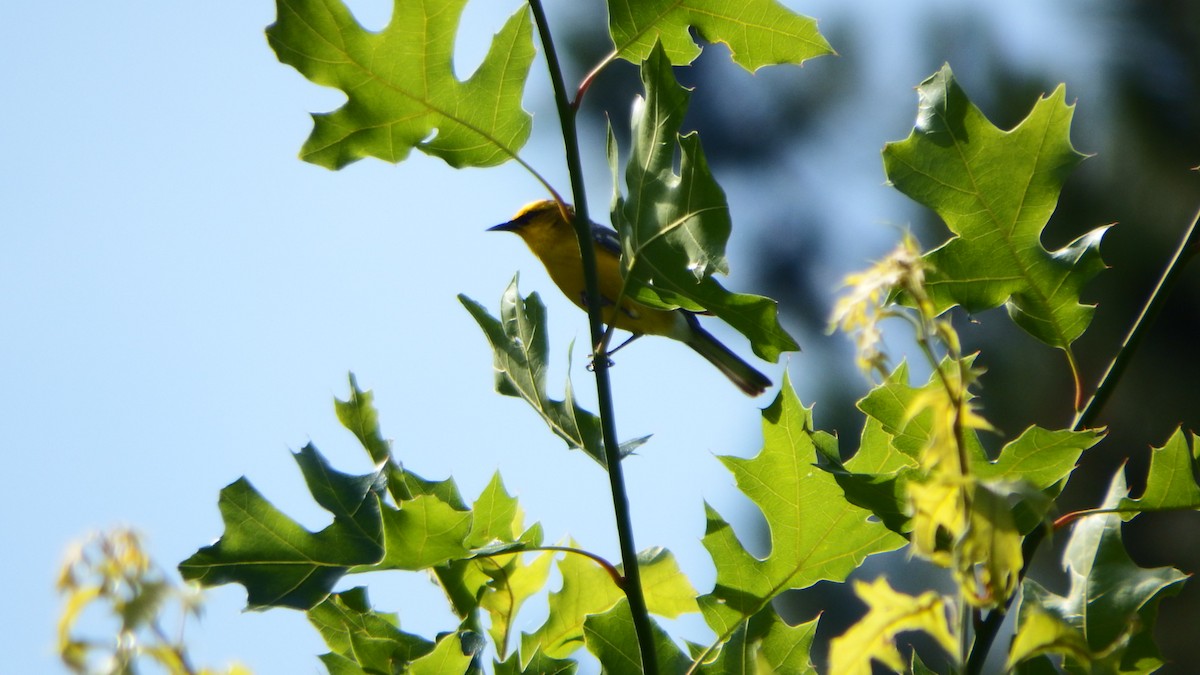 Blue-winged Warbler - ML245687831