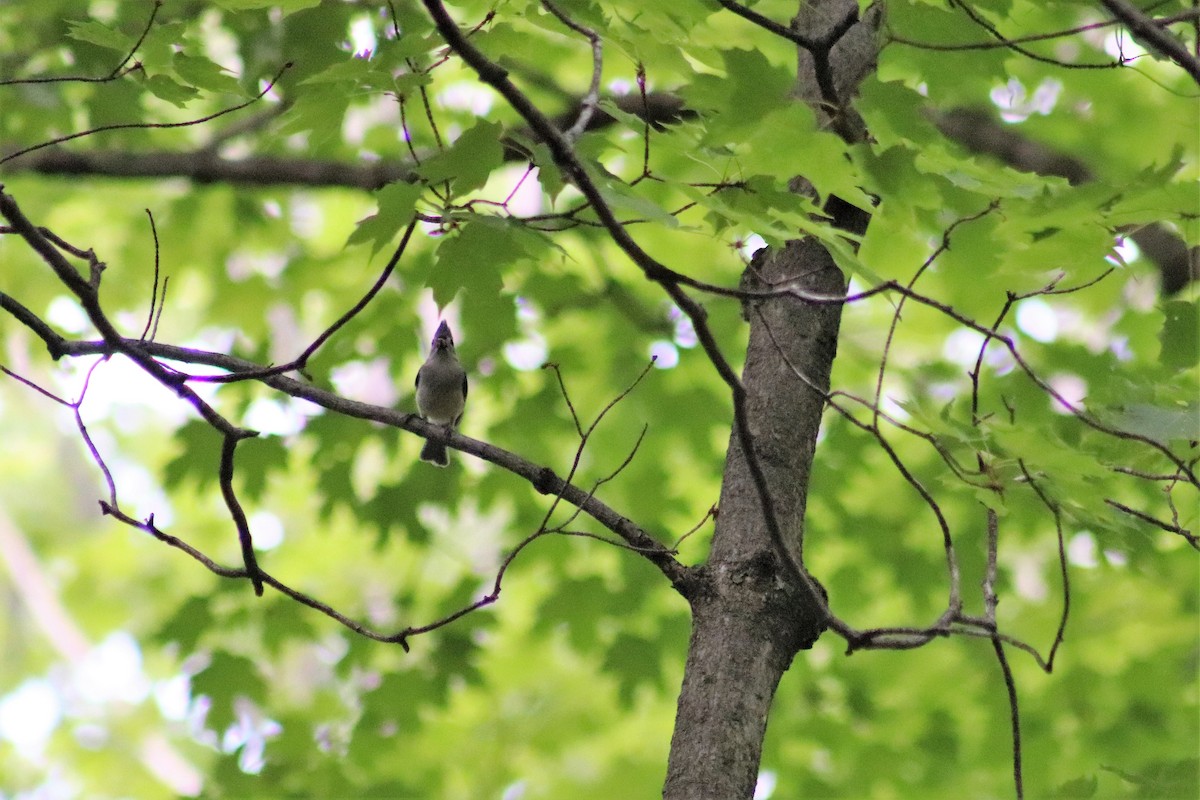 Tufted Titmouse - ML245689021