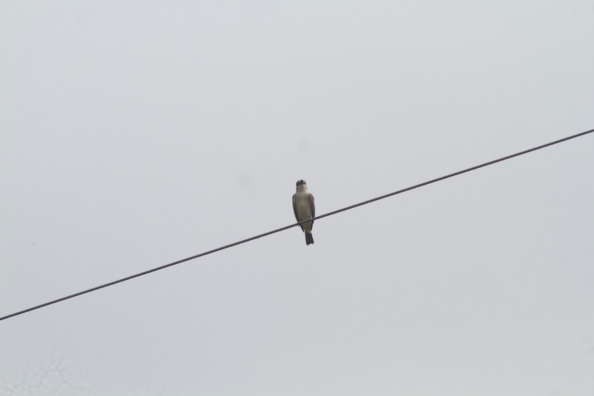 Gray Kingbird - Gabriel Leite