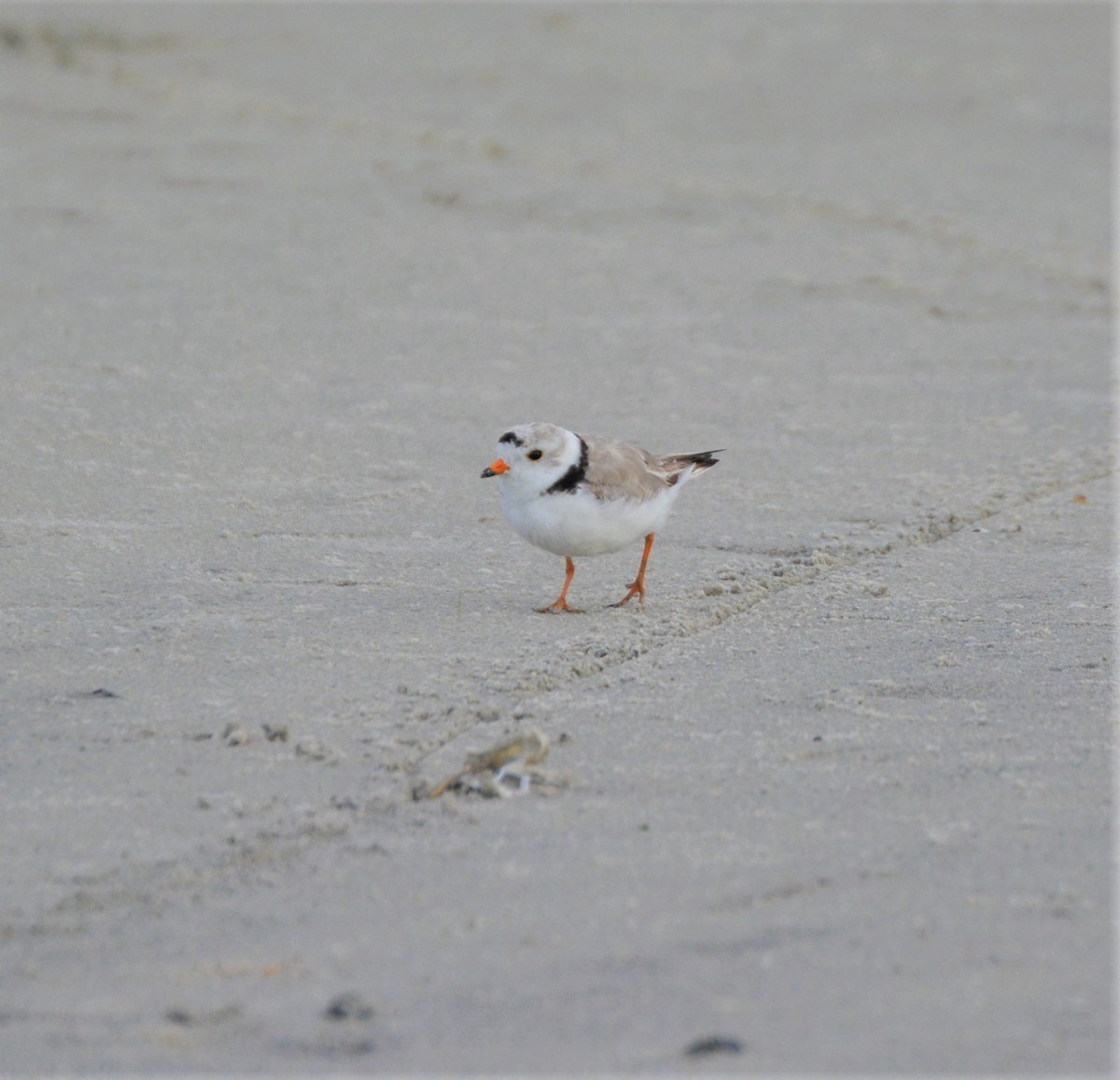 Piping Plover - ML245689791