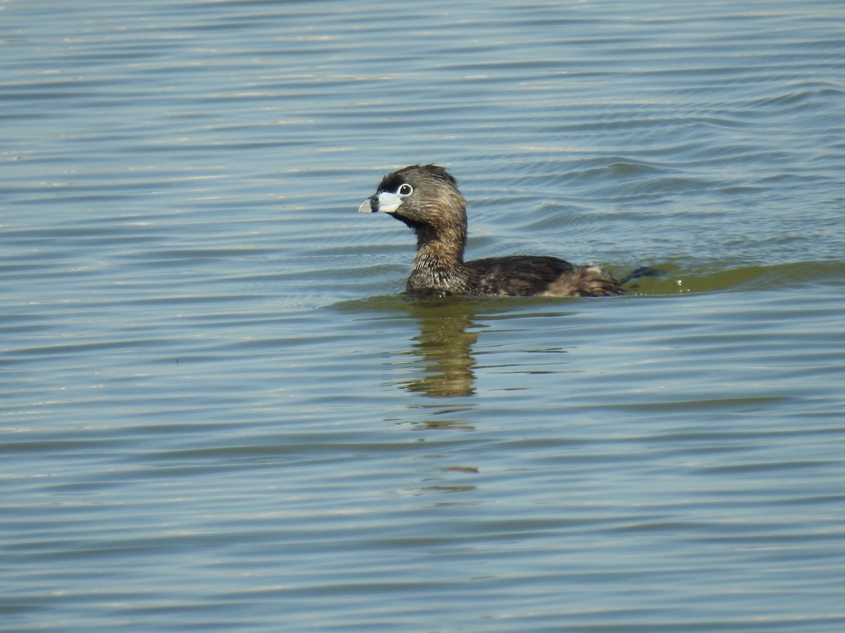 Pied-billed Grebe - James Holsinger