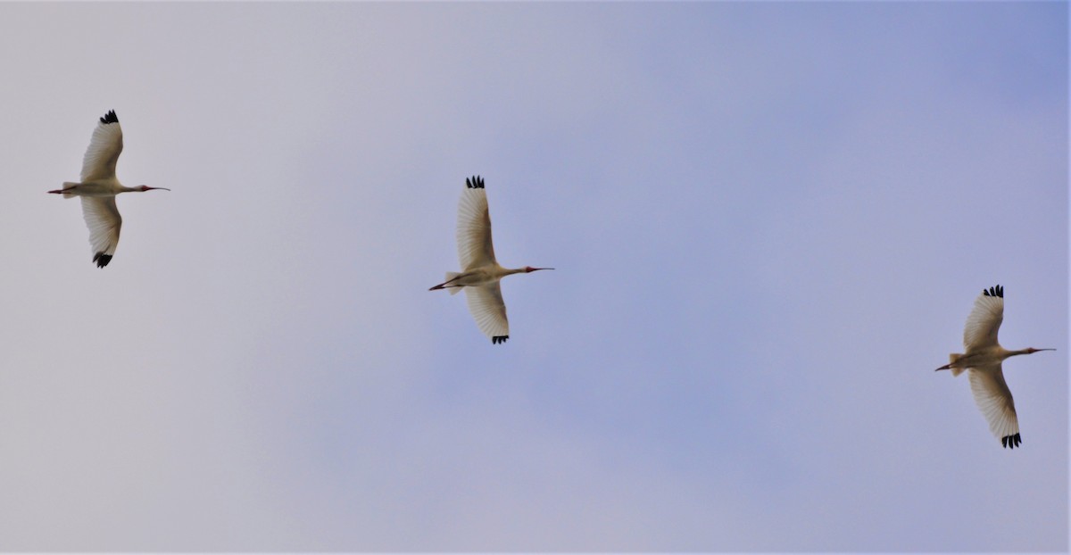 White Ibis - ML245690911