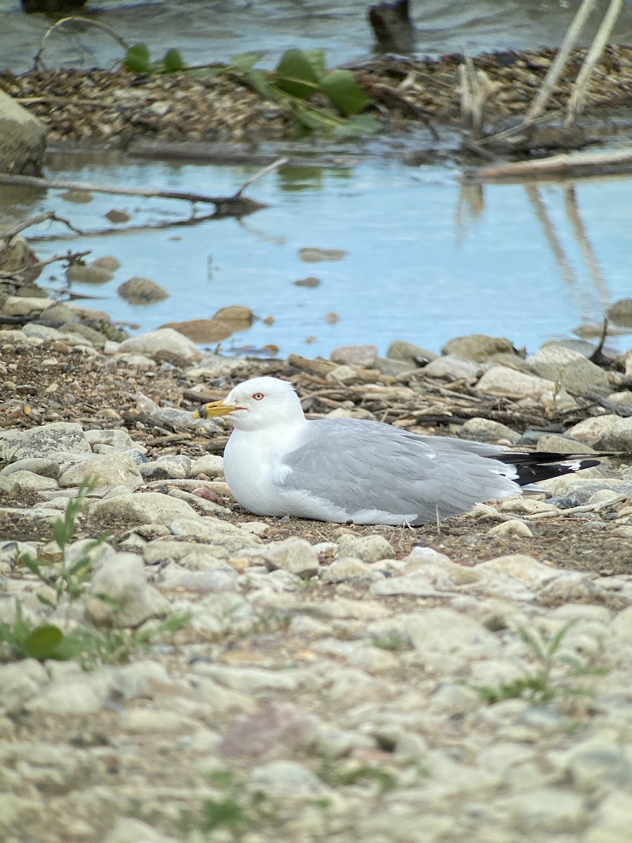 Ring-billed Gull - ML245691341