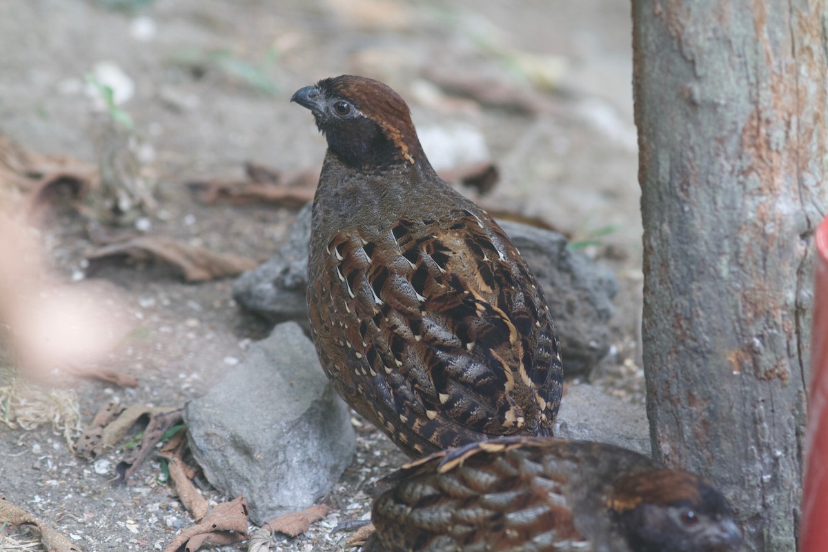 Black-fronted Wood-Quail - ML245691671