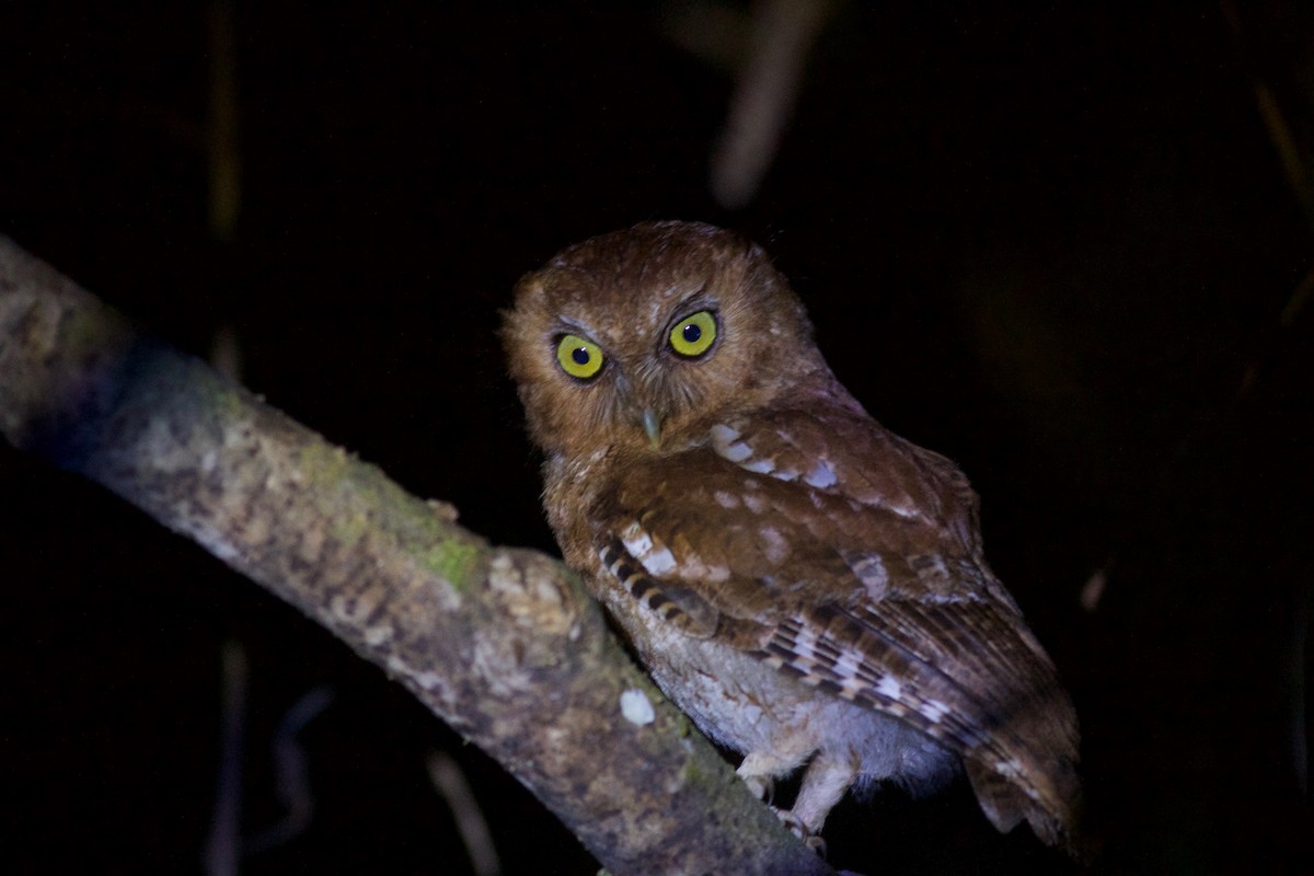 Santa Marta Screech-Owl - ML245691771