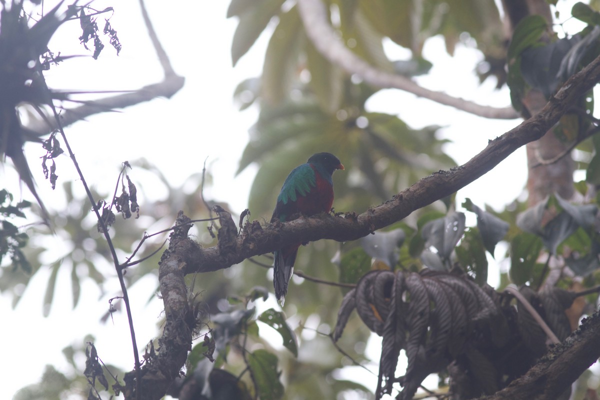 White-tipped Quetzal - ML245691901