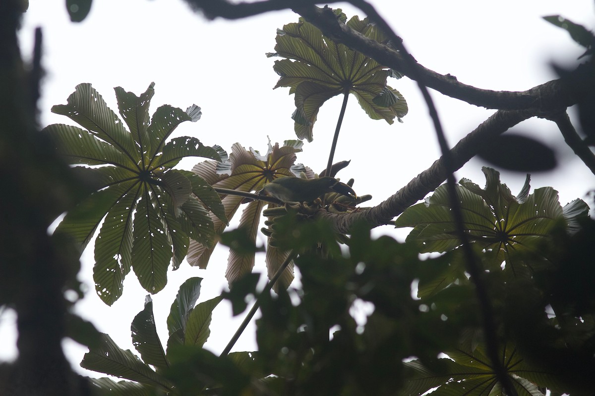 Southern Emerald-Toucanet (Santa Marta) - ML245692211