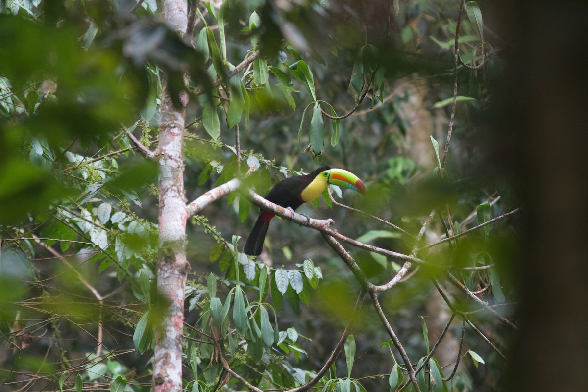 Keel-billed Toucan - ML245692421