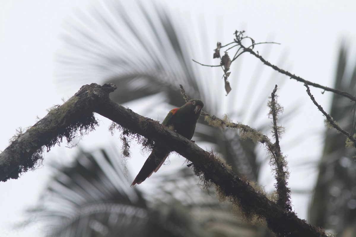 Santa Marta Parakeet - ML245692491