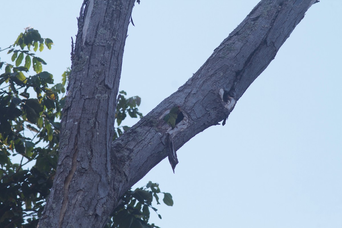 Scarlet-fronted Parakeet - ML245692541