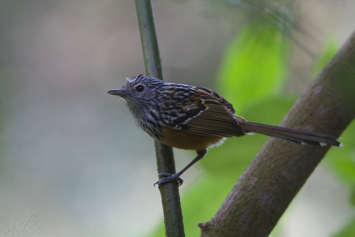 Santa Marta Antbird - ML245692591