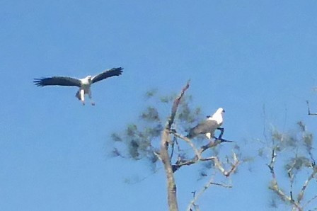 White-bellied Sea-Eagle - ML245692631