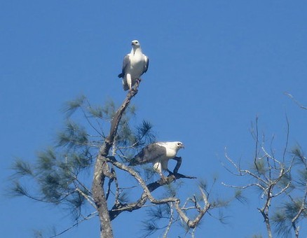 White-bellied Sea-Eagle - ML245692641